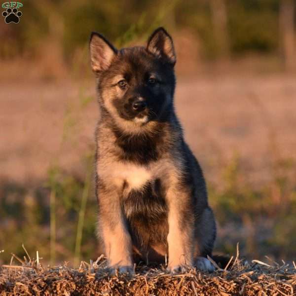 Beauty, Shepsky Puppy